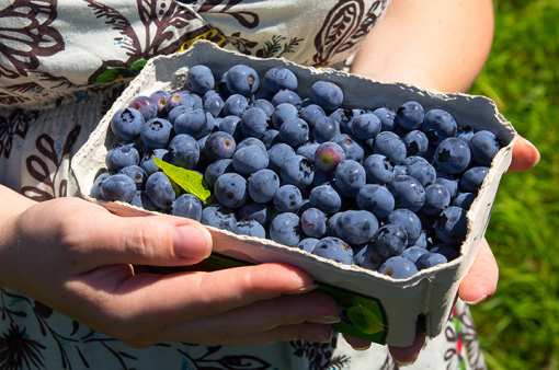 7 Best Places to Pick Blueberries in Illinois!