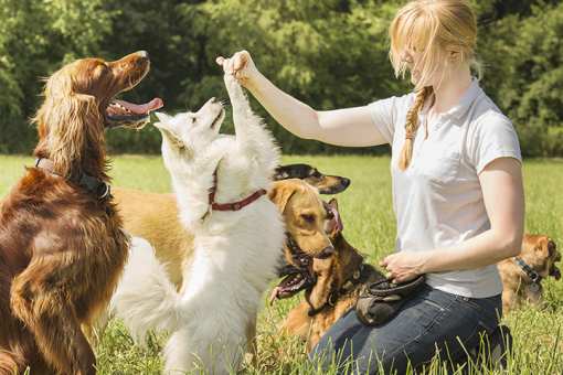 10 Best Dog Trainers in Illinois!