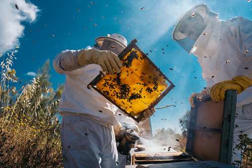 10 Best Honey Farms and Apiaries in Illinois!