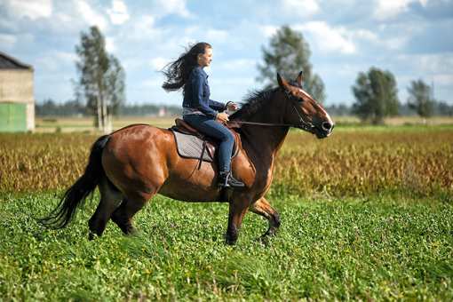 5 Best Horseback Riding Services in Illinois!