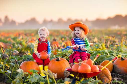 The 10 Best Pumpkin Patches in Illinois!