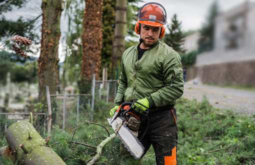 10 Best Tree Services in Illinois!