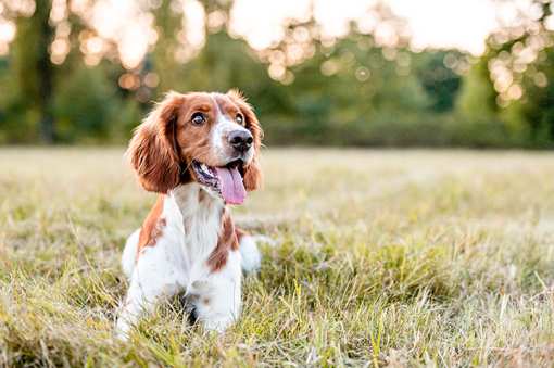 10 Best Dog Kennels in Indiana!