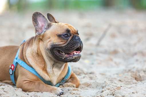 10 Best Dog Parks in Indiana!