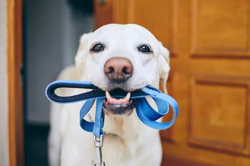 7 Best Dog Walking Services in Indiana!