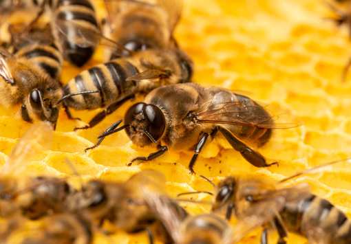 10 Best Honey Farms and Apiaries in Indiana!