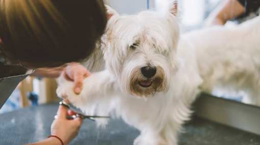 The 7 Best Pet Groomers in Indiana!