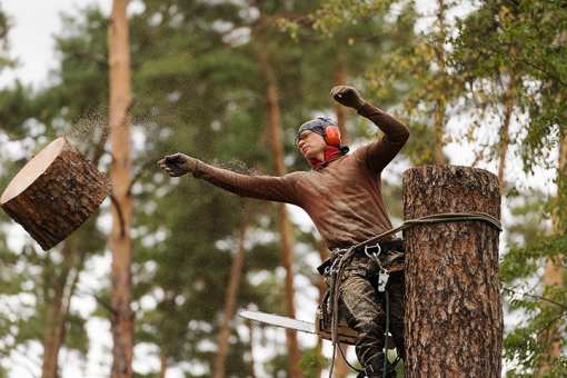 10 Best Tree Services in Indiana!