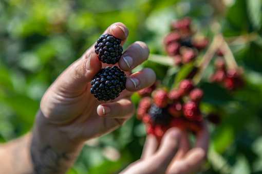 5 Best Blackberry Picking Farms in Kansas!