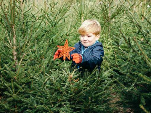 10 Best Christmas Tree Farms in Kansas!
