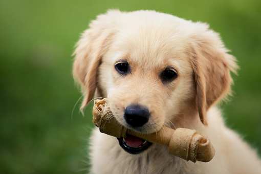 The 7 Best Pet Stores in Kansas!