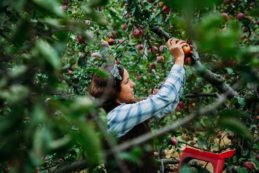 The 10 Best Apple Orchards in Kentucky!