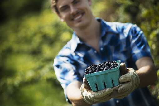 Best Blackberry Picking Farms in Kentucky!