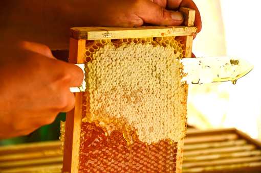 Best Honey Farms and Apiaries in Kentucky!