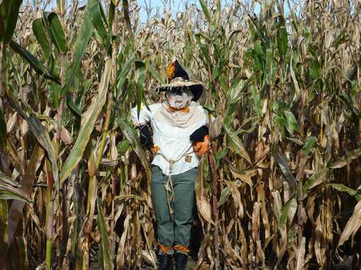 The Best Corn Mazes in Louisiana!
