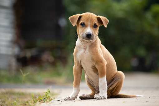 10 Best Dog Kennels in Louisiana!