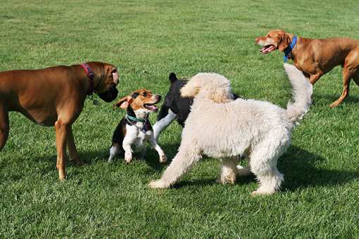 The 10 Best Dog Parks in Louisiana!