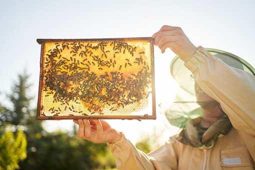 Best Honey Farms and Apiaries in Louisiana!