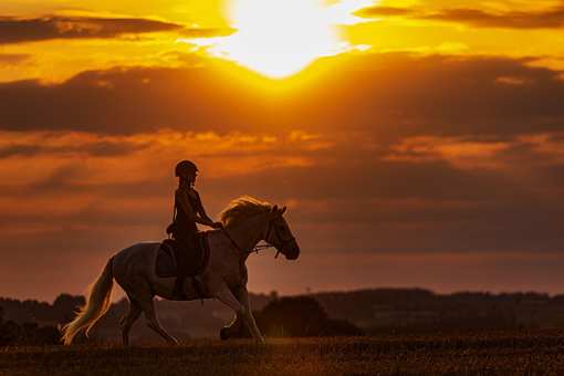 5 Best Horseback Riding Services in Louisiana!