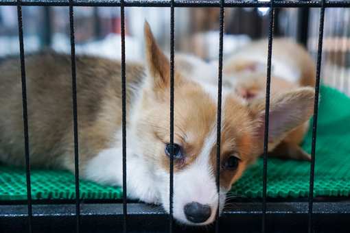 The 9 Best Animal Shelters in Massachusetts!
