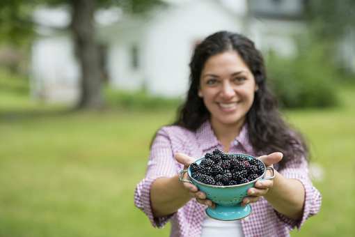 5 Best Blackberry Picking Farms in Massachusetts!