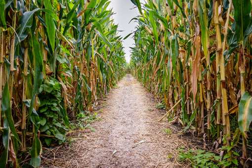 The 9 Best Corn Mazes in Massachusetts!