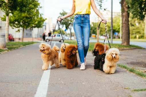 10 Best Dog Walking Services in Massachusetts!