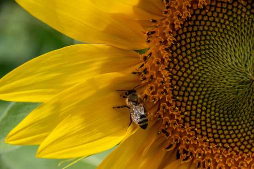 10 Best Honey Farms and Apiaries in Massachusetts!