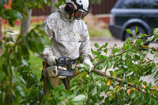 10 Best Tree Services in Massachusetts!