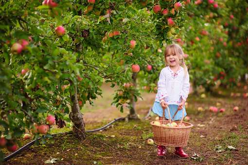 The 10 Best Apple Picking Spots in Maryland!