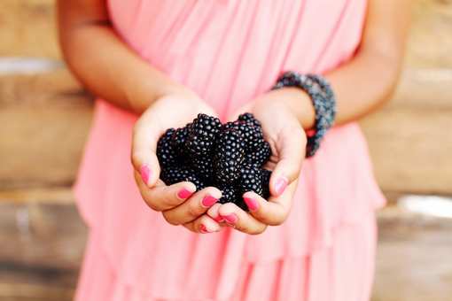 8 Best Blackberry Picking Farms in Maryland!