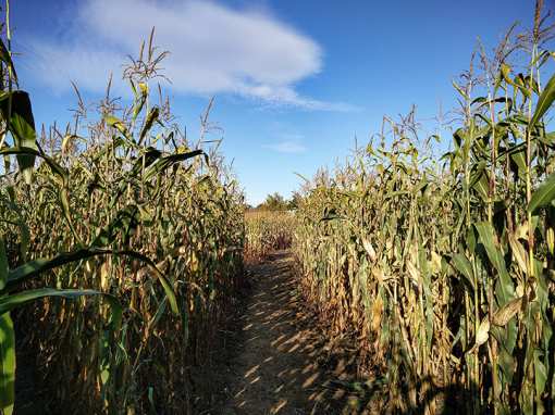 The 10 Best Corn Mazes in Maryland!