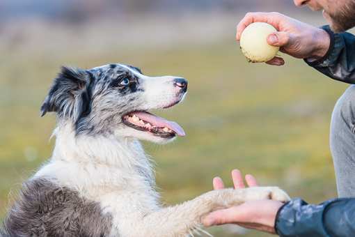 10 Best Dog Trainers in Maryland!