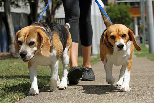 5 Best Dog Walking Services in Maryland!