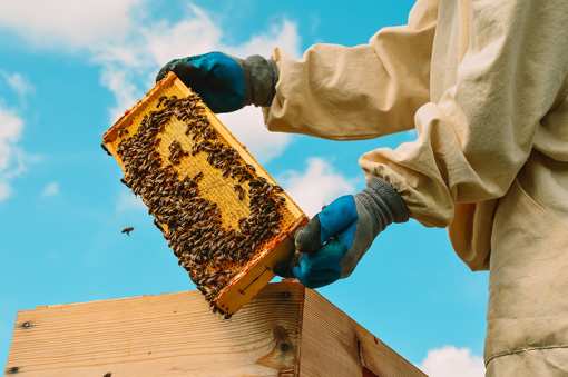 5 Best Honey Farms and Apiaries in Maryland!
