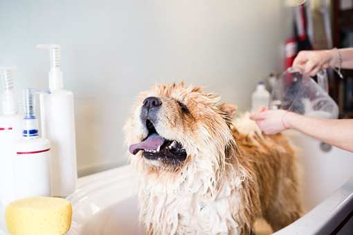 The 8 Best Pet Groomers in Maryland!