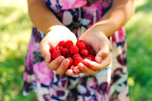 6 Best Places to Pick Raspberries in Maryland!