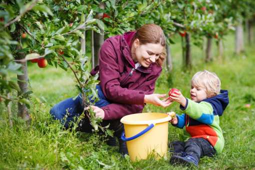 The 9 Best Apple Picking Spots in Maine!