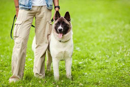 7 Best Dog Trainers in Maine!