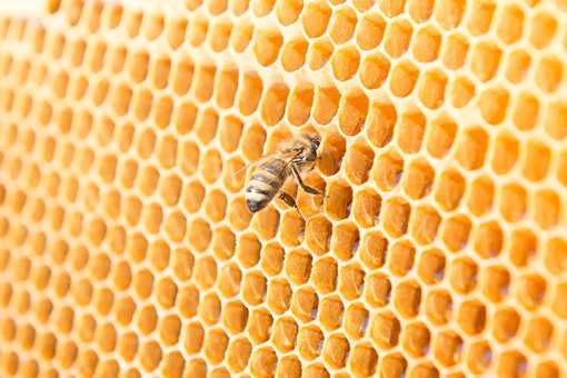 Best Honey Farms and Apiaries in Maine!