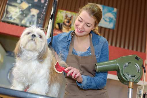 The 6 Best Pet Groomers in Maine!