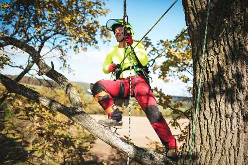 10 Best Tree Services in Maine!