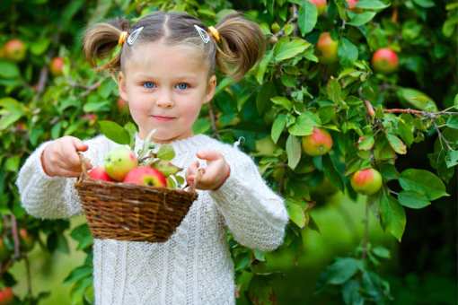 The 8 Best Apple Picking Spots in Michigan!