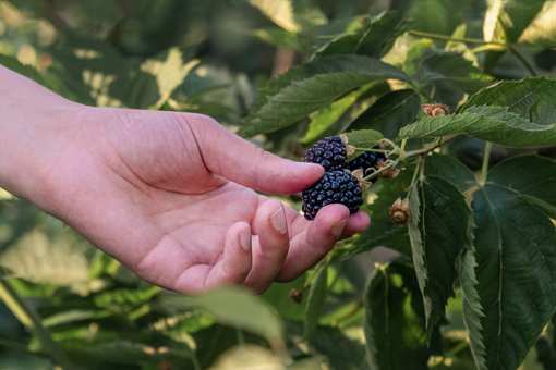 Best Blackberry Picking Farms in Michigan!