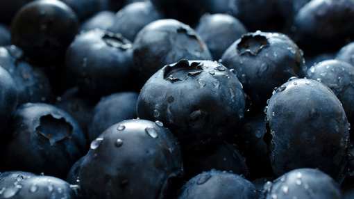 10 Best Places to Pick Blueberries in Michigan!