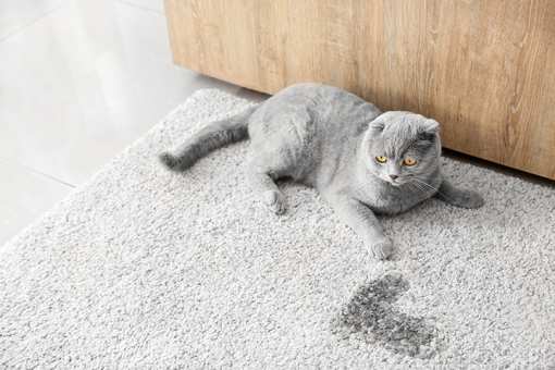 5 Best Carpet Cleaning Services in Michigan!