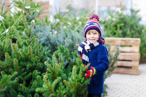 8 Best Christmas Tree Farms in Michigan!