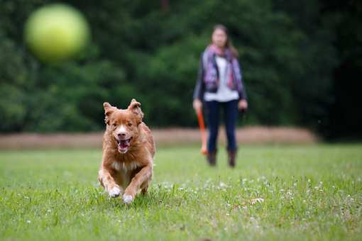 The 9 Best Dog Parks in Michigan!