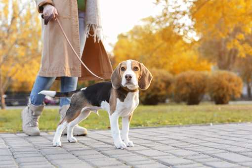 5 Best Dog Walking Services in Michigan!