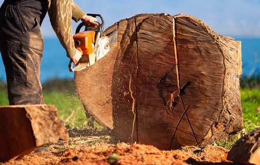 10 Best Tree Services in Michigan!